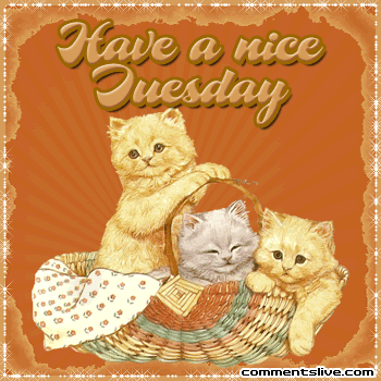 Nice Tuesday Picture