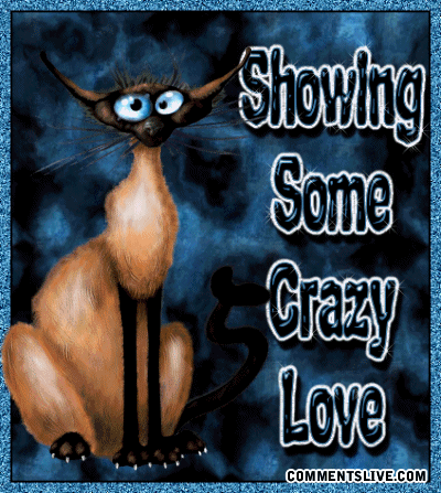 Showing Love Crazy Cat Picture