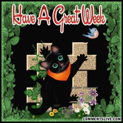 Week Black Cat Picture