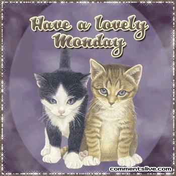 Cat Lovely Monday picture