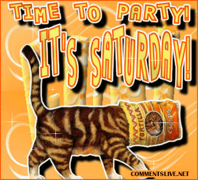 Saturday Cat Party Picture