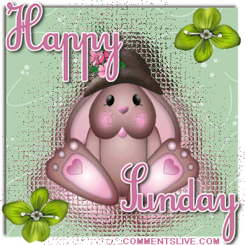 Happy Sunday Rabbit Picture