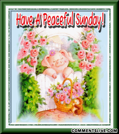 Sunday Peaceful Pig Picture