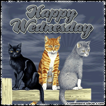Cats Wednesday picture