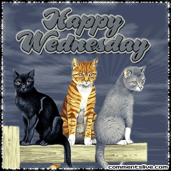 Cats Wednesday Picture