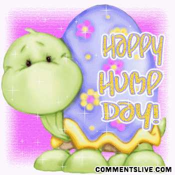 Hump Day Turtle Picture