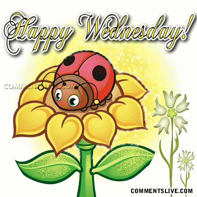 Wednesday Ladybug picture