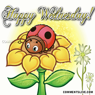 Wednesday Ladybug Picture