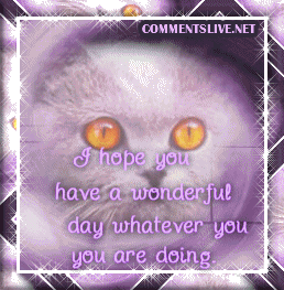 Wonderful Day Cat Picture