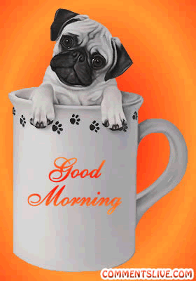 Morning Dog In Cup Picture