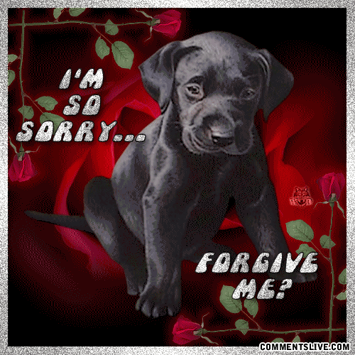 Sorry Cute Dog Picture