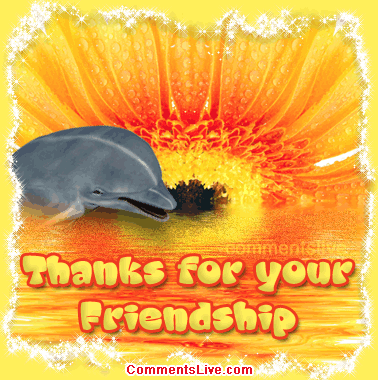 Dolphin Friendship picture