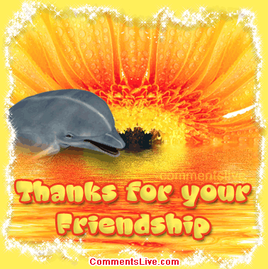 Dolphin Friendship Picture
