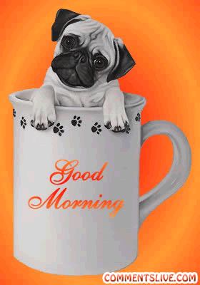Morning Dog In Cup