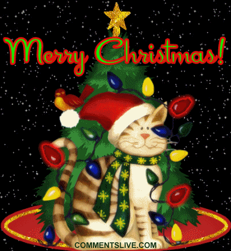 Merry Christmas Cat picture