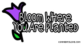 Bloom picture