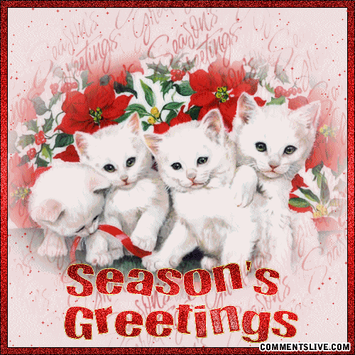Seasons Kittens picture