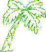 Palm Tree Picture