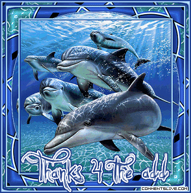 Thanks For Add Dolphins picture