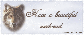 Beautiful Weekend Wolf Picture