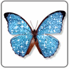 Blue Butterfly avatar