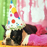 Dog Birthday Hat avatar