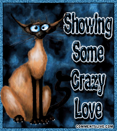 Showing Love Crazy Cat