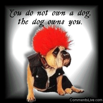 Dog Owns You