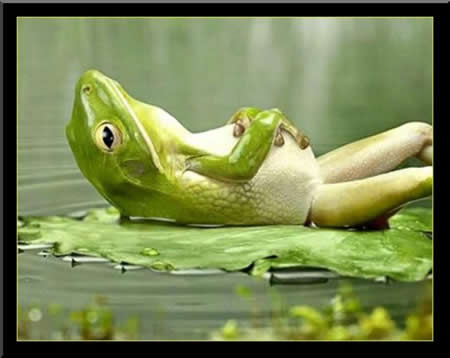 Sunbathingfrog