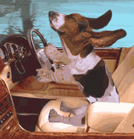 Beagle Drives Car picture