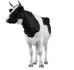 Cow Looks picture