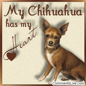 Chihuahua Heart picture
