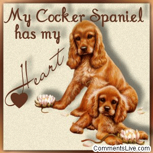 Cocker Spaniel Heart picture