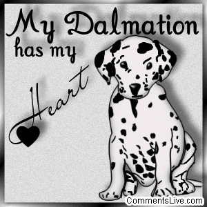Dalmation Heart picture