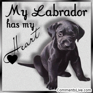 Labrador Heart picture