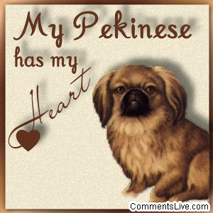 Pekinese Heart picture