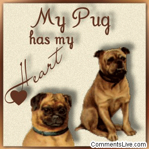 Pug Heart picture