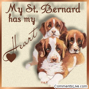 St Bernard Heart picture