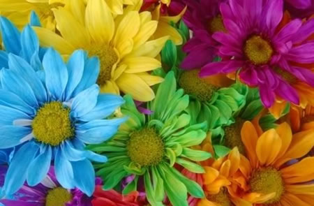 Bright Flowers picture