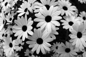 Bw Flowers picture