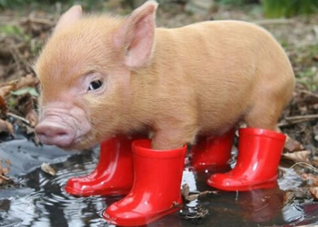 Pig In Boots picture